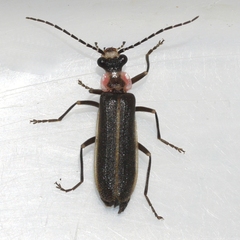 Podabrus brevicollis