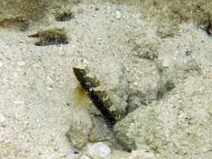 Cryptocentrus maudae