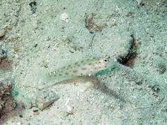 Ctenogobiops mitodes