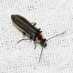 Podabrus brevicollis