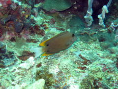 Ctenochaetus tominiensis