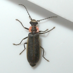 Podabrus brevicollis