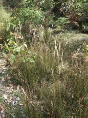 Rytidosperma semiannulare