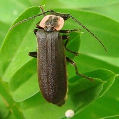 Podabrus brevicollis