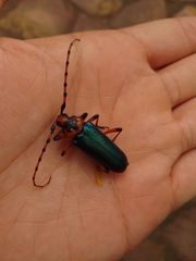 Stenaspis verticalis verticalis