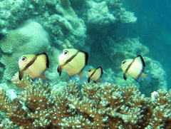 Dascyllus reticulatus