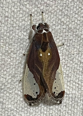 Bertholdia