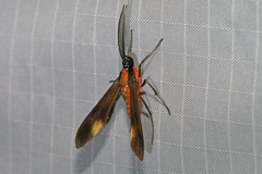 Rhynchopyga elongatus