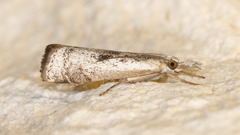 Microcrambus croesus