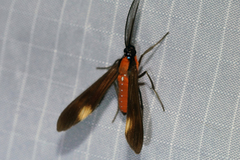 Rhynchopyga elongatus
