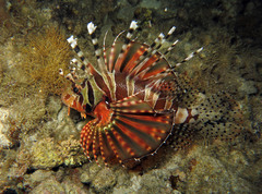 Dendrochirus zebra
