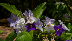 Solanum wrightii