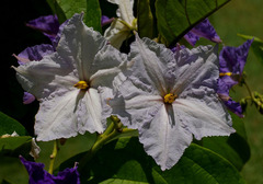 Solanum wrightii