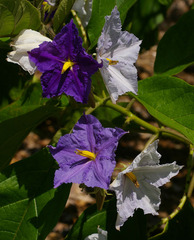 Solanum wrightii