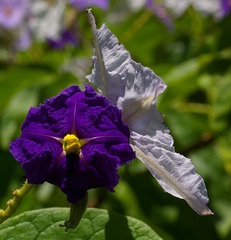Solanum wrightii
