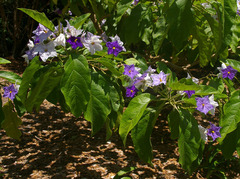 Solanum wrightii