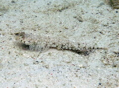 Diplogrammus goramensis