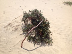 Polygonum paronychia