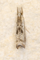 Microcrambus croesus