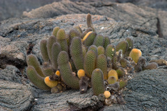 Brachycereus nesioticus