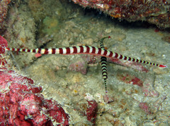 Dunckerocampus dactyliophorus