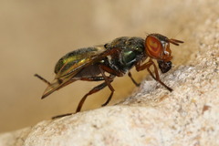 Senopterina caerulescens
