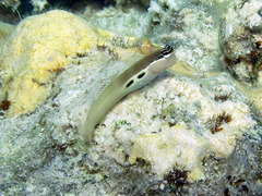 Ecsenius bimaculatus