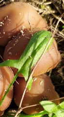 Coprinellus micaceus