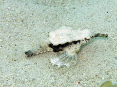 Eurypegasus draconis