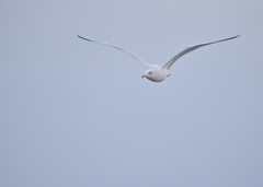 Larus argentatus image