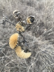 Grindelia ciliata