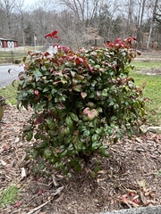 Nandina
