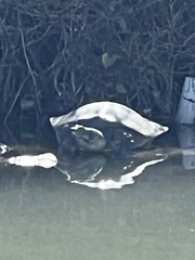 Apalone spinifera guadalupensis