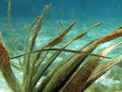 Fistularia commersonii