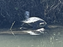 Apalone spinifera guadalupensis