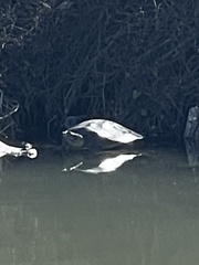 Apalone spinifera guadalupensis