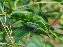 Megafreya sutrix