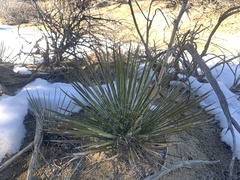 Yucca baileyi
