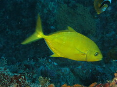 Flavocaranx bajad