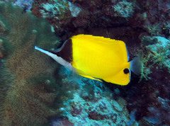 Forcipiger flavissimus