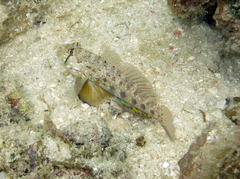 Gnatholepis ophthalmotaenia