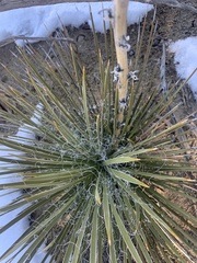 Yucca baileyi