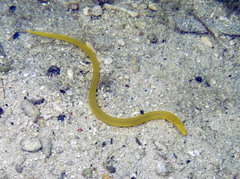 Gymnothorax melatremus