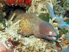 Gymnothorax thyrsoideus