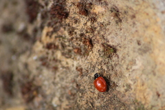 Cycloneda emarginata