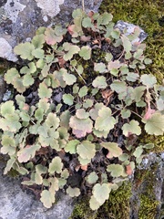 Heuchera cylindrica