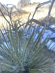Yucca baileyi