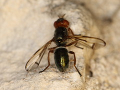 Senopterina caerulescens