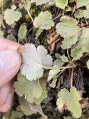 Heuchera cylindrica