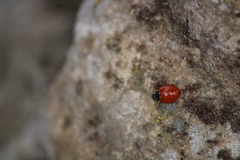 Cycloneda emarginata
